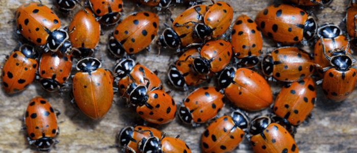 Coccinelles